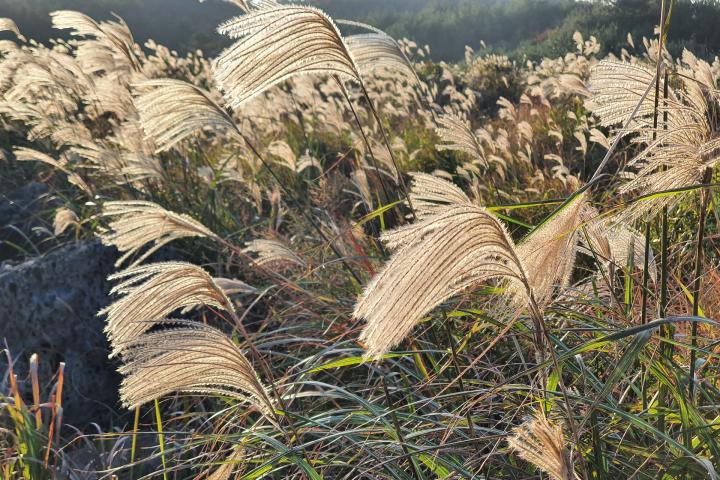 Miscanthus sp. Ornamental grass